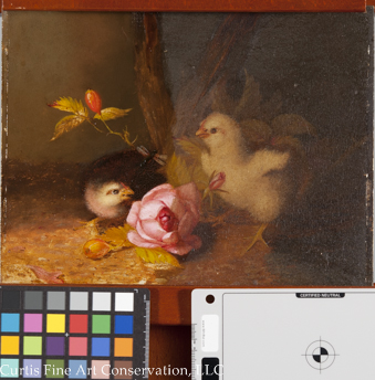 Unidentified Artist, Baby Chicks in a Landscape, ca. late 19th c. This image shows the painting with the varnish half cleaned.